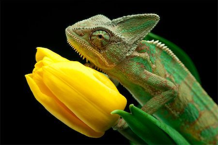 Beautiful big chameleon sitting on a tulip Stock Photo - Budget Royalty-Free & Subscription, Code: 400-04677261