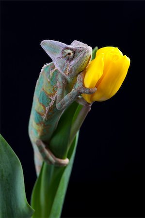 Beautiful big chameleon sitting on a tulip Stock Photo - Budget Royalty-Free & Subscription, Code: 400-04677262