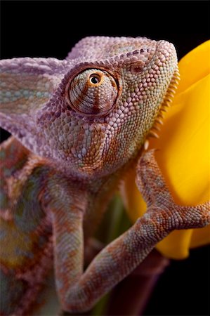 Beautiful big chameleon sitting on a tulip Stock Photo - Budget Royalty-Free & Subscription, Code: 400-04677263