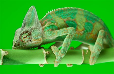 Beautiful big chameleon sitting on a bamboo Photographie de stock - Aubaine LD & Abonnement, Code: 400-04677275