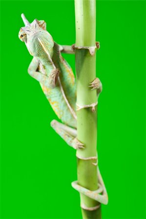 Beautiful big chameleon sitting on a bamboo Photographie de stock - Aubaine LD & Abonnement, Code: 400-04677276