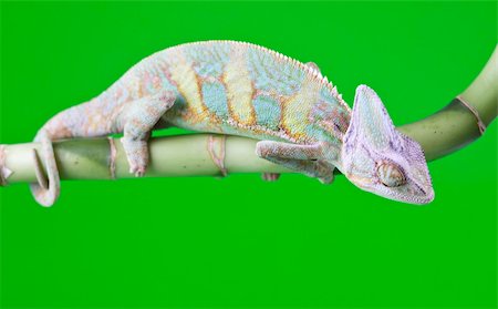 Beautiful big chameleon sitting on a bamboo Stock Photo - Budget Royalty-Free & Subscription, Code: 400-04677277