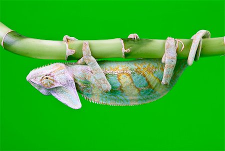 Beautiful big chameleon sitting on a bamboo Photographie de stock - Aubaine LD & Abonnement, Code: 400-04677278