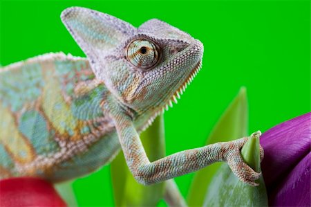 Beautiful big chameleon sitting on a tulip Stock Photo - Budget Royalty-Free & Subscription, Code: 400-04677271