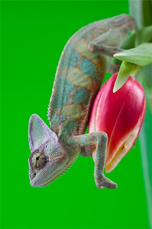 Beautiful big chameleon sitting on a tulip Stock Photo - Budget Royalty-Free & Subscription, Code: 400-04677273