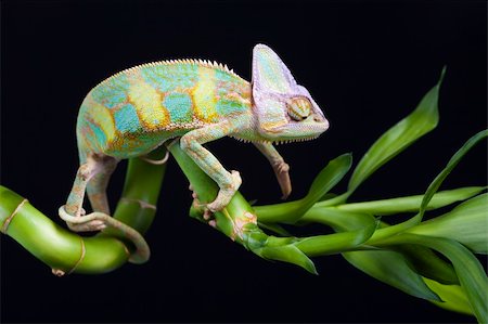 Beautiful big chameleon sitting on a bamboo Foto de stock - Super Valor sin royalties y Suscripción, Código: 400-04677280