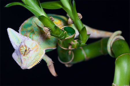 Beautiful big chameleon sitting on a bamboo Photographie de stock - Aubaine LD & Abonnement, Code: 400-04677281