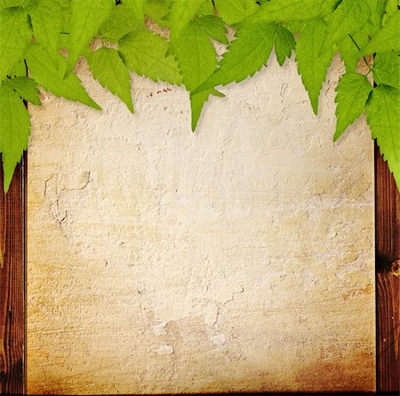 stucco sign - Grunge background with stucco wall and green leaves Stock Photo - Budget Royalty-Free & Subscription, Code: 400-04677339