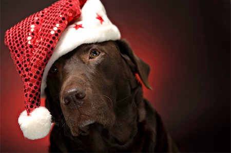 simsearch:400-05742476,k - chocolate labrador at christmas wearing a santa hat Photographie de stock - Aubaine LD & Abonnement, Code: 400-04677627