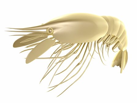 decapoda - golden seafood prawn isolated on white background Stock Photo - Budget Royalty-Free & Subscription, Code: 400-04677650