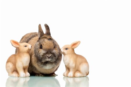 simsearch:400-08036284,k - Group of three Easter bunnies are sitting together.  Isolated on white background. Stockbilder - Microstock & Abonnement, Bildnummer: 400-04677720