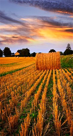 Golden sunset over farm field with hay bales Foto de stock - Super Valor sin royalties y Suscripción, Código: 400-04678025