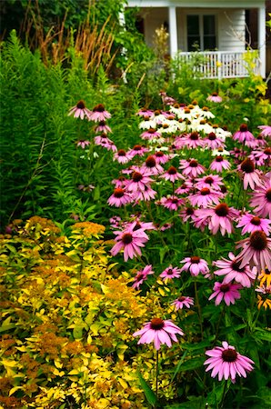 echinacea - Residential landscaped garden with purple echinacea coneflowers and plants Fotografie stock - Microstock e Abbonamento, Codice: 400-04678026