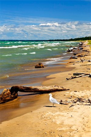 seagulls on sand - Driftwood on sandy beach with waves and seagull. Pinery provincial park, Ontario Canada Stock Photo - Budget Royalty-Free & Subscription, Code: 400-04678020