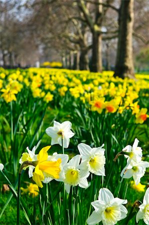 field of daffodil pictures - Blooming daffodils in St James's Park in London Stock Photo - Budget Royalty-Free & Subscription, Code: 400-04678042