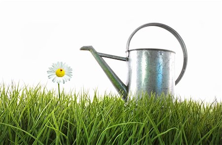 Old watering can in grass with white Stock Photo - Budget Royalty-Free & Subscription, Code: 400-04678639