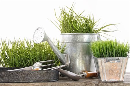 Garden tools and watering can with grass on white Stock Photo - Budget Royalty-Free & Subscription, Code: 400-04678632