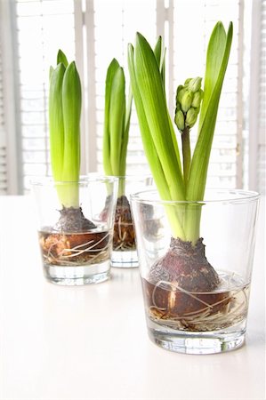 Spring hyacinth bulbs in glass containers on table Stock Photo - Budget Royalty-Free & Subscription, Code: 400-04678644
