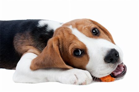 puppies eating - Cute small dog eating carrot. Beagle puppy Stock Photo - Budget Royalty-Free & Subscription, Code: 400-04679033