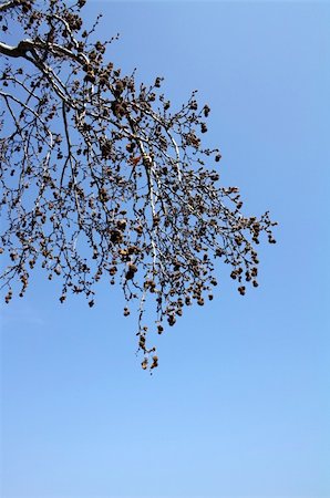 Maple branches in the sky Stock Photo - Budget Royalty-Free & Subscription, Code: 400-04679197