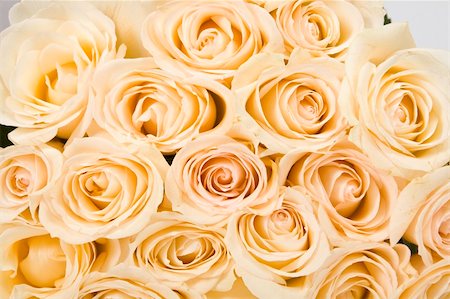 simsearch:400-04436052,k - Roses Background Stock Photo - Budget Royalty-Free & Subscription, Code: 400-04679267