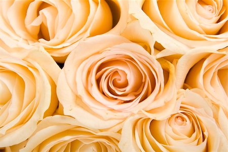 simsearch:400-04436052,k - Roses Background Stock Photo - Budget Royalty-Free & Subscription, Code: 400-04679269