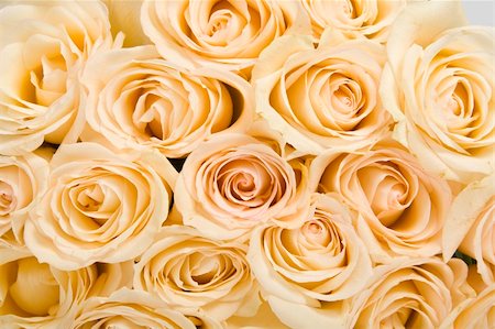 simsearch:400-04436052,k - Roses Background Stock Photo - Budget Royalty-Free & Subscription, Code: 400-04679278