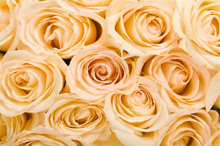 simsearch:400-04436052,k - Roses Background Stock Photo - Budget Royalty-Free & Subscription, Code: 400-04679273