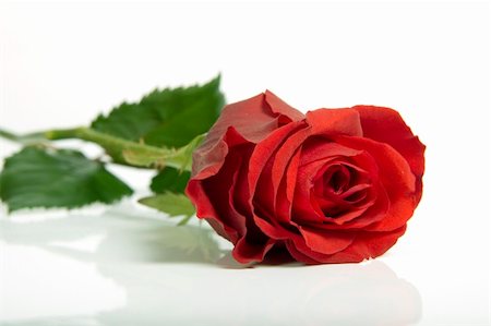 single red rose bud - Red rose isolated on white background Stock Photo - Budget Royalty-Free & Subscription, Code: 400-04679280