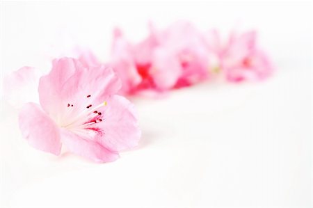 simsearch:400-04861419,k - Fresh spring pink flowers on white background Foto de stock - Super Valor sin royalties y Suscripción, Código: 400-04679415