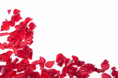 Red rose petals Stock Photo - Budget Royalty-Free & Subscription, Code: 400-04679421