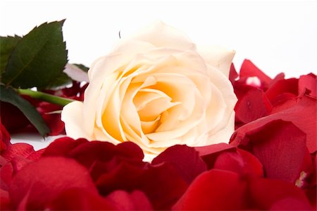 simsearch:400-04436052,k - Roses Background Stock Photo - Budget Royalty-Free & Subscription, Code: 400-04679430