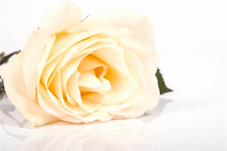 simsearch:400-04436052,k - Roses Background Stock Photo - Budget Royalty-Free & Subscription, Code: 400-04679433