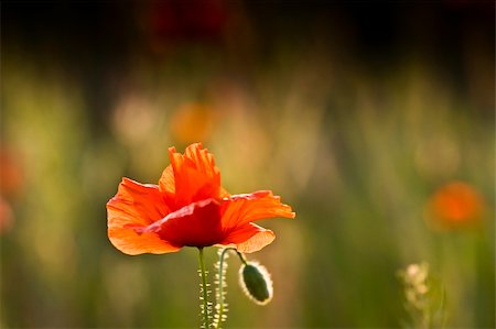 fesus (artist) - This beautiful photo, that called the red poppies of the meadow was taken on a joyful summer day. Stockbilder - Microstock & Abonnement, Bildnummer: 400-04679724