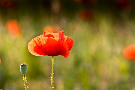 simsearch:400-04706517,k - This beautiful photo, that called the red poppies of the meadow was taken on a joyful summer day. Stock Photo - Budget Royalty-Free & Subscription, Code: 400-04679722
