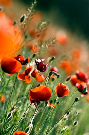simsearch:400-07626311,k - This beautiful photo, that called the red poppies of the meadow was taken on a joyful summer day. Stock Photo - Budget Royalty-Free & Subscription, Code: 400-04679723