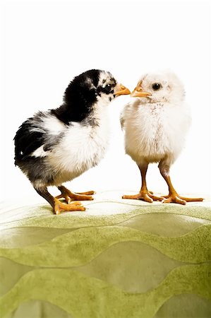 simsearch:400-04847950,k - A white baby chick with a black and white chick standing facing each other on a green surface Photographie de stock - Aubaine LD & Abonnement, Code: 400-04679956