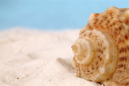 Conch seashell on sand and blue background. Shallow dof, copy space Stock Photo - Budget Royalty-Free & Subscription, Code: 400-04679966