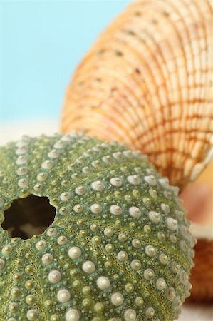 Beautiful dried green sea urchin and clam shell. Shallow dof Stock Photo - Budget Royalty-Free & Subscription, Code: 400-04679968
