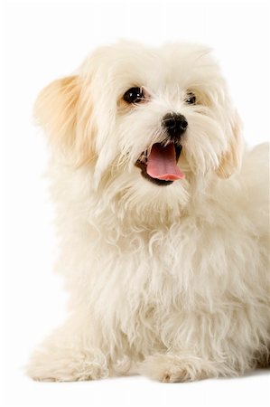 simsearch:400-04446240,k - Portrait of a havanese dog looking at the camera isolated on a white background Foto de stock - Super Valor sin royalties y Suscripción, Código: 400-04670176