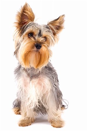 simsearch:400-04615455,k - picture of a very cute  Yorkshire Terrier in front of a white background Foto de stock - Royalty-Free Super Valor e Assinatura, Número: 400-04670172