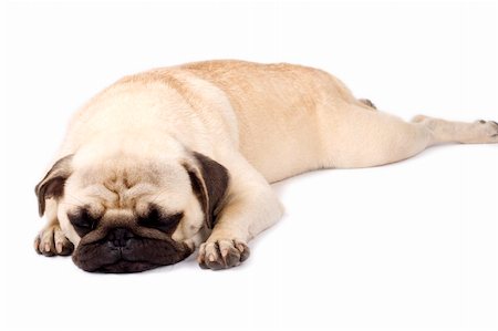 feedough (artist) - picture of a pug sleeping over white background Foto de stock - Super Valor sin royalties y Suscripción, Código: 400-04670173