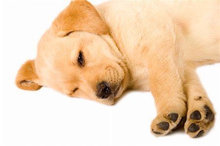 simsearch:400-04303358,k - Sleeping Labrador retriever puppy against white background Photographie de stock - Aubaine LD & Abonnement, Code: 400-04670186