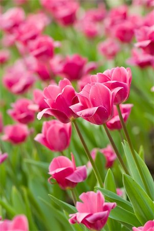 simsearch:400-08555878,k - Tulips in flower garden with pink and green color. Foto de stock - Royalty-Free Super Valor e Assinatura, Número: 400-04670190