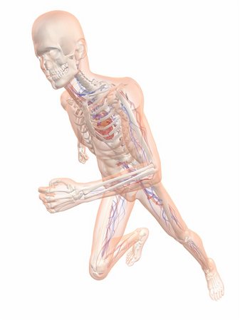 simsearch:400-04189840,k - 3d rendered illustration of a running skeleton with vascular system Foto de stock - Super Valor sin royalties y Suscripción, Código: 400-04670388