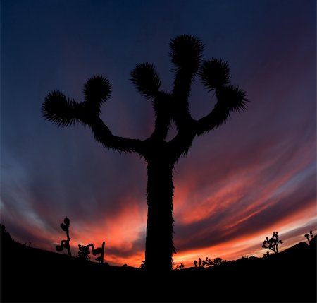 planta de yuca - Joshua Tree Silhouette in California National Park at Sunset Foto de stock - Super Valor sin royalties y Suscripción, Código: 400-04670618