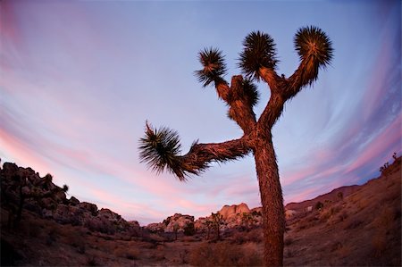 Joshua Tree Silhouette in California National Park at Sunset Stock Photo - Budget Royalty-Free & Subscription, Code: 400-04670619