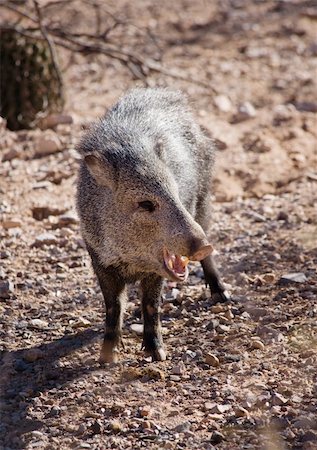 sonora - Javelina or collared peccary in the Sonoran Desert Stockbilder - Microstock & Abonnement, Bildnummer: 400-04670620