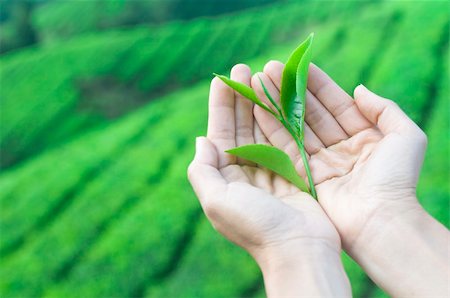 sky tea - a pair of hand holding tea leaf harvest from nature Stock Photo - Budget Royalty-Free & Subscription, Code: 400-04671162