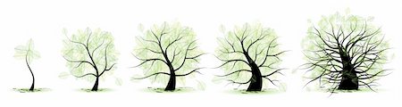 Life stages of tree: childhood, adolescence, youth, adulthood, old age Stock Photo - Budget Royalty-Free & Subscription, Code: 400-04671568